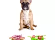 Рекомендації при годуванні собак