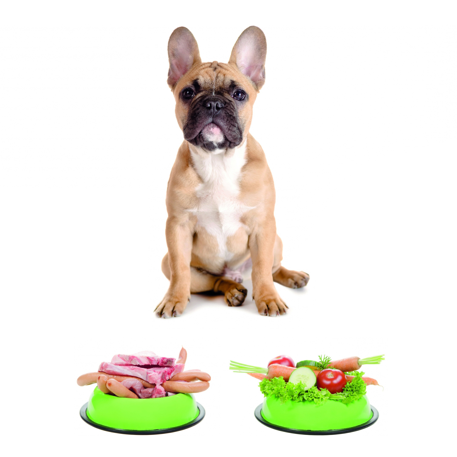 Яким кормом годувати собаку з проблемами шлунково-кишкового тракту?