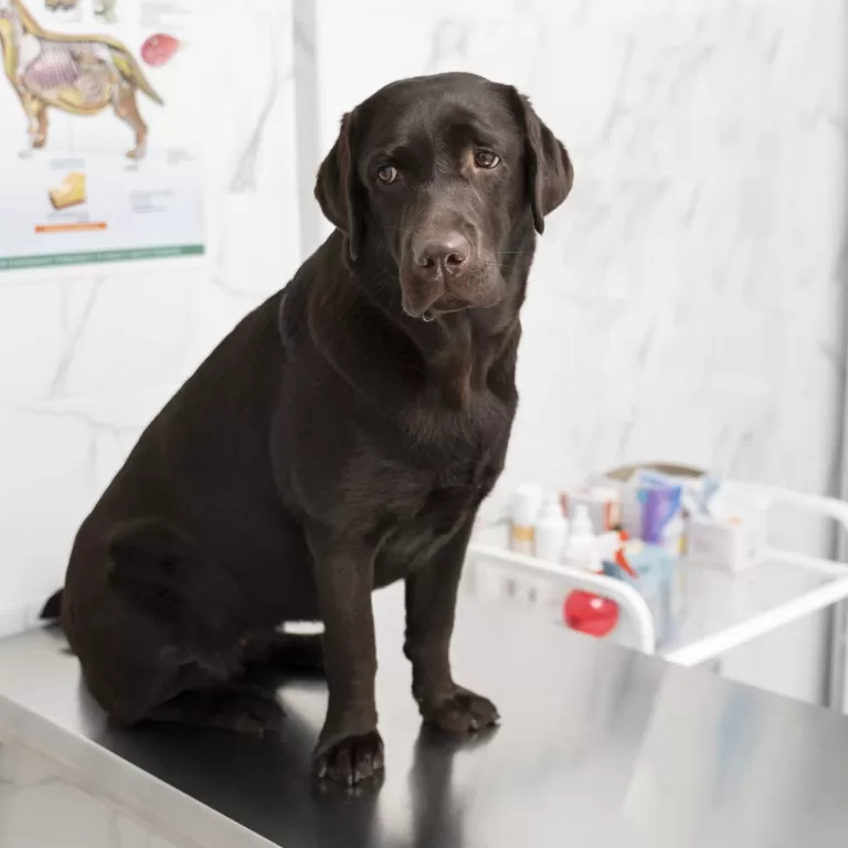 cute-dog-vet-clinic