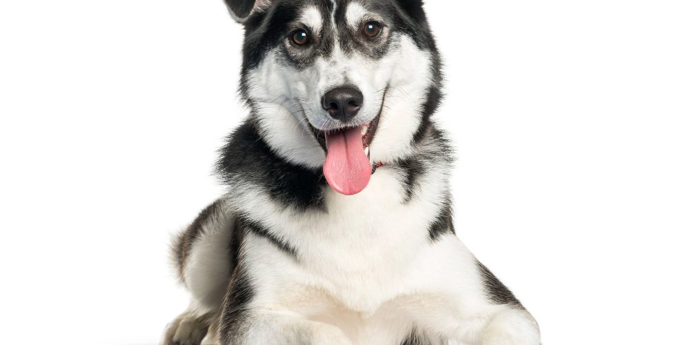 Норми годування для собак Норми годування для собак