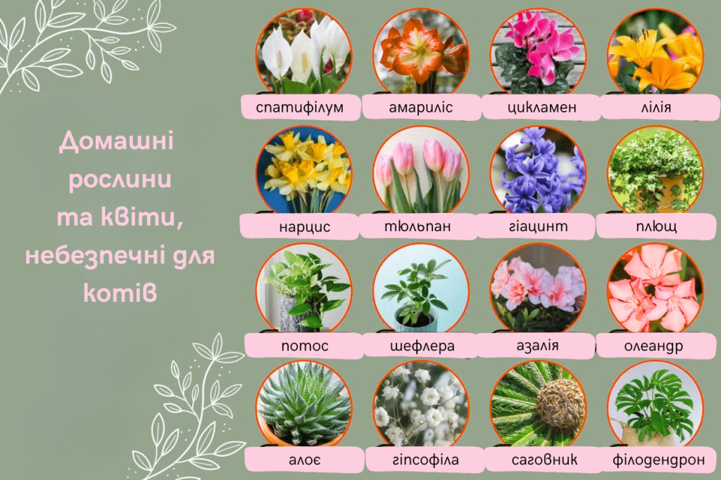 Список найпоширеніших отруйних рослин для котів у домашніх умовах 